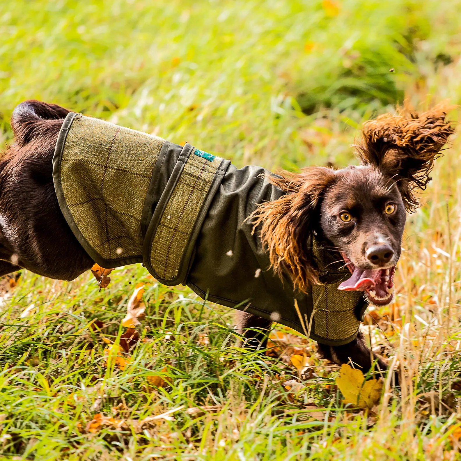 Alan Paine Tweed Dog Coat